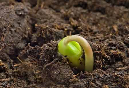 Advancing Seed Integrity and Accessibility in Modern Agri Business Advancing Seed Integrity and Accessibility in Modern Agri Business