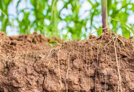 Valuing What Already Exists in Agricultural Soil Valuing What Already Exists in Agricultural Soil
