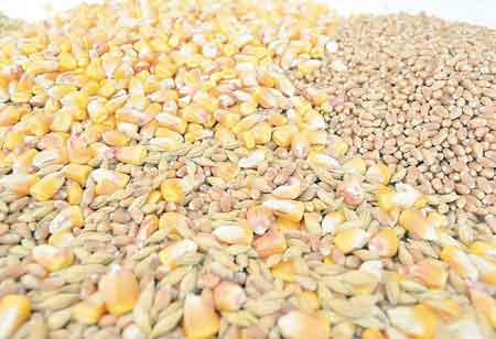 The Strategic Imperative of GMO-Free Feed in Modern Agriculture The Strategic Imperative of GMO-Free Feed in Modern Agriculture
