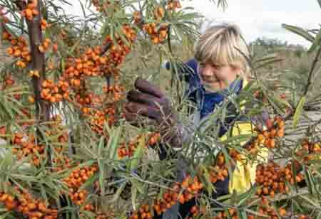 From Soil to Value: Sea Buckthorn Farming From Soil to Value: Sea Buckthorn Farming